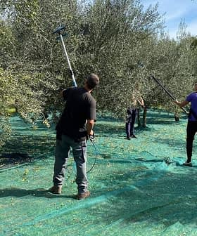 Three individuals using poles to harvest olives from trees in an orchard with green nets on the ground. - Olive Oil Times