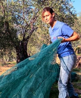 Woman in a blue shirt pulling a green net used for olive harvesting in an olive grove. - Olive Oil Times
