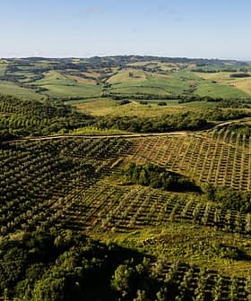 Aerial view of olive groves and rolling hills in a rural landscape. - Olive Oil Times
