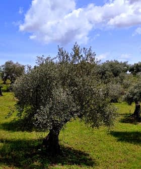A landscape view of an olive grove featuring several mature olive trees under a partly cloudy sky. - Olive Oil Times