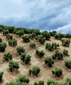 A hillside covered with rows of olive trees under a cloudy sky. - Olive Oil Times