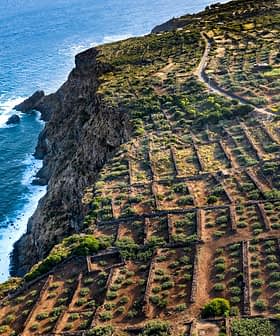 Aerial view of terraced agricultural fields along a coastal cliff with ocean waves below. - Olive Oil Times