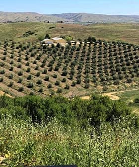 Aerial view of an olive grove with neatly arranged trees on rolling hills. - Olive Oil Times