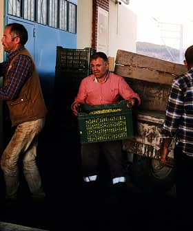 Four workers transporting green crates filled with olives at a harvesting site. - Olive Oil Times