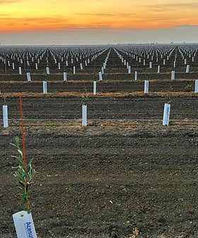 Rows of young olive trees planted in a field with protective tubes at sunset. - Olive Oil Times