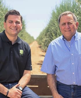Two men sitting on a bench in an olive grove, surrounded by olive trees. - Olive Oil Times