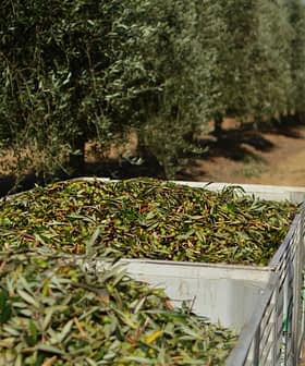 A large container filled with freshly harvested olive leaves in an olive grove. - Olive Oil Times