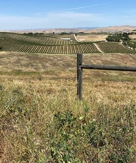Vast vineyard landscape featuring rows of grapevines and a wooden fence in the foreground. - Olive Oil Times
