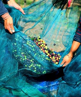 Two individuals holding a blue net filled with freshly harvested olives of various colors. - Olive Oil Times