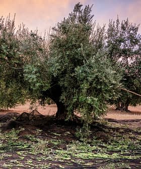 Person using a stick to harvest olives from a tree in an orchard during sunset. - Olive Oil Times