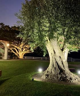 An illuminated olive tree in a garden area with a sunset in the background. - Olive Oil Times