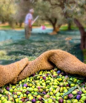 A basket filled with freshly harvested olives in an olive grove. - Olive Oil Times