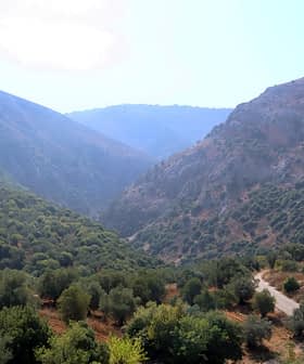 A scenic view of an olive grove situated in a mountainous area with hills and valleys. - Olive Oil Times