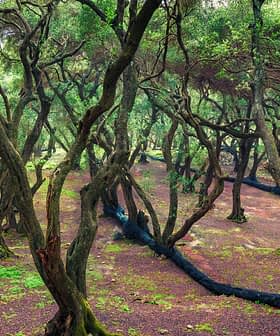 A grove of olive trees with twisting trunks and a carpet of green ground cover. - Olive Oil Times