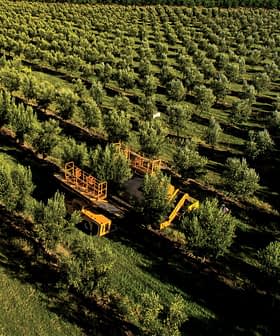 Aerial view of an olive orchard featuring rows of olive trees and harvesting machinery. - Olive Oil Times