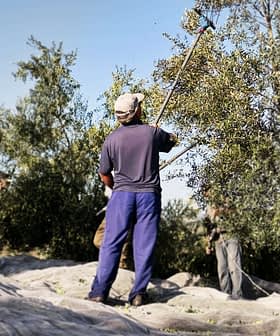 Man using a pole to harvest olives from a tree during an olive harvesting process. - Olive Oil Times