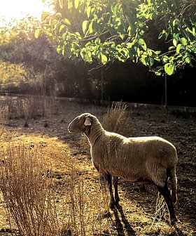 A sheep standing in a field with dry grass and sunlight filtering through trees. - Olive Oil Times