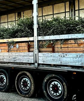 Truck transporting wooden crates filled with olive branches on a flatbed trailer. - Olive Oil Times