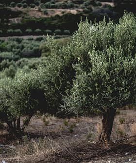 An olive tree with dense foliage growing in a grove, surrounded by other olive trees. - Olive Oil Times