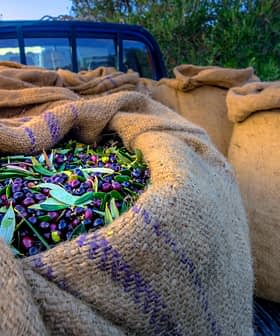 Burlap sacks filled with freshly harvested olives in a pickup truck bed. - Olive Oil Times