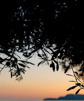 Silhouette of olive branches against a sunset sky with orange and blue hues. - Olive Oil Times