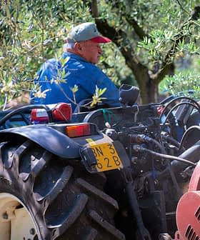 A man wearing a blue jacket and cap sits on a New Holland tractor in an olive grove. - Olive Oil Times