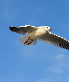 A seagull flying against a blue sky with clouds, showcasing its wings and body in mid-air. - Olive Oil Times