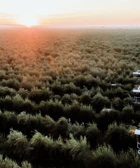 Aerial view of olive trees with harvesting equipment in the foreground during sunrise. - Olive Oil Times