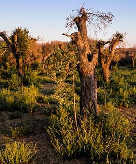 A landscape featuring several olive trees with gnarled trunks in a grassy field during sunset. - Olive Oil Times