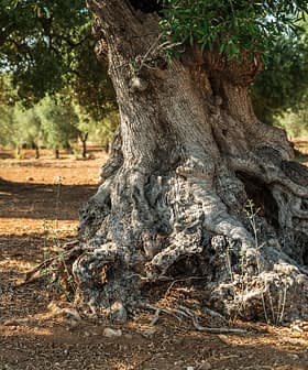 Close-up of an olive tree trunk showing gnarled roots and textured bark. - Olive Oil Times