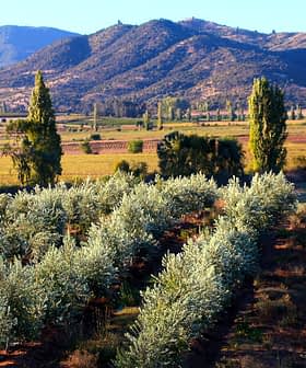 Rows of olive trees in a grove with mountains visible in the background under clear skies. - Olive Oil Times