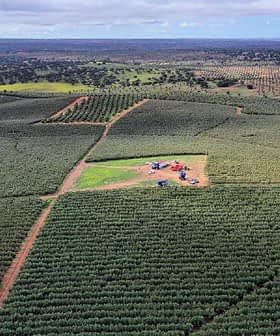 Aerial view of an olive grove with rows of olive trees and machinery in the center. - Olive Oil Times