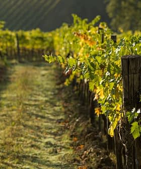 Rows of green grapevines growing on wooden posts in a vineyard during daylight. - Olive Oil Times