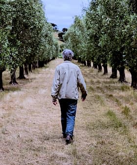 Individual walking along a path in an olive grove with trees on either side. - Olive Oil Times