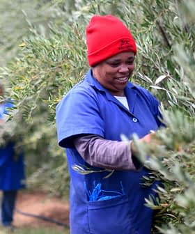 Two women in blue uniforms harvesting olives from trees in an orchard. - Olive Oil Times
