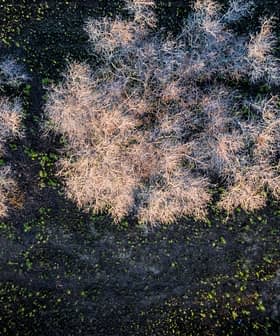 Aerial view of several leafless trees with a dark ground and sparse green vegetation. - Olive Oil Times