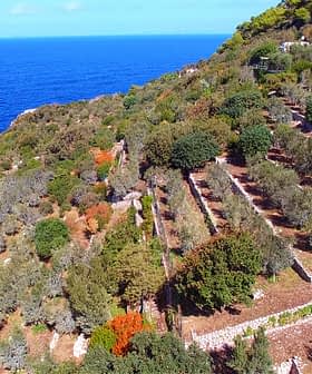 Aerial view of an olive grove with trees and the sea in the background. - Olive Oil Times
