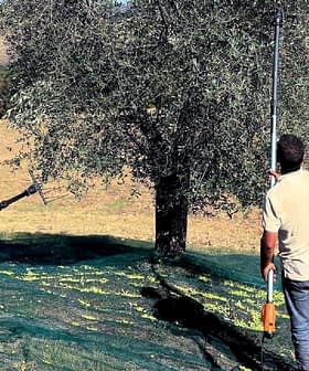 Two men using tools to harvest olives from an olive tree in a field. - Olive Oil Times