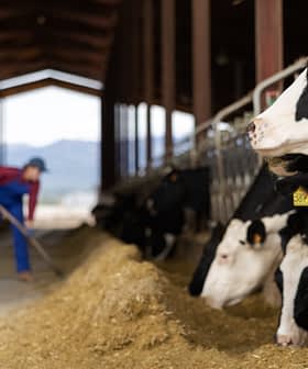 Holstein cows in a barn with two farmers tending to them in a dairy farm setting. - Olive Oil Times