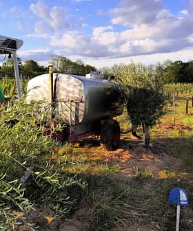 A worker near an irrigation tank in an olive grove with rows of olive trees. - Olive Oil Times