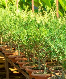 A row of young olive trees in terracotta pots arranged on a wooden shelf. - Olive Oil Times