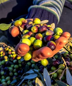 A hand holding a mix of green and purple olives during an olive harvest. - Olive Oil Times