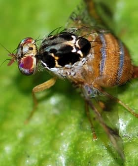 Close-up image of a fruit fly with distinctive features on a green surface. - Olive Oil Times