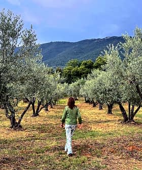 Individual walking among olive trees in a grove with mountains in the background. - Olive Oil Times