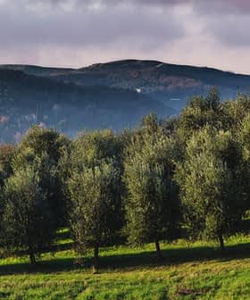 Row of olive trees in a green field with rolling hills in the background under a cloudy sky. - Olive Oil Times