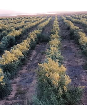 Rows of olive trees in a cultivated orchard under soft sunlight. - Olive Oil Times