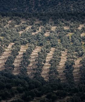 Aerial view of a structured olive tree plantation with rows of trees and cultivated land. - Olive Oil Times