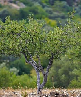 An olive tree with green leaves and a twisting trunk in a natural setting. - Olive Oil Times
