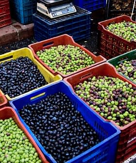 Various baskets filled with green, black, and purple olives arranged at a market. - Olive Oil Times