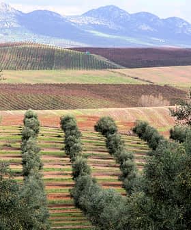 Olive trees arranged in rows on a hillside with distant mountains in the background. - Olive Oil Times